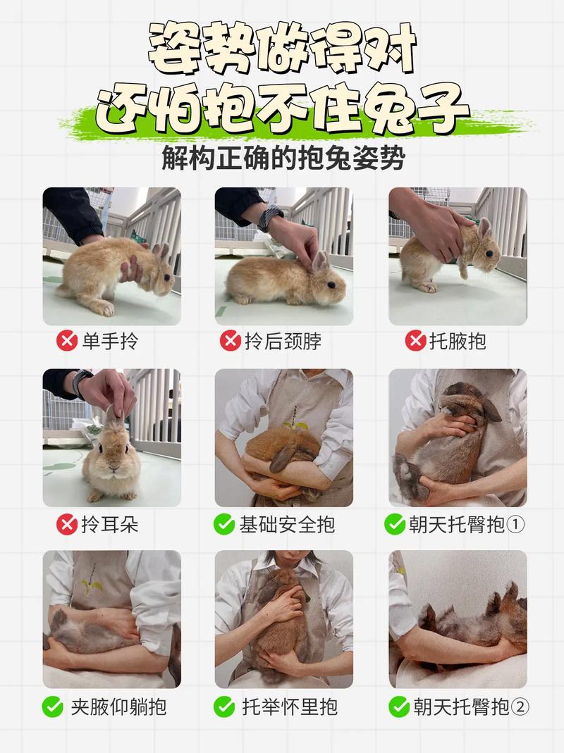「新手报告」宠物兔的选择与饲养(图1)