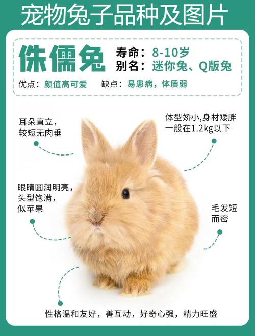 宠物兔品种多且价格便宜，4种便宜宠物兔(图1)