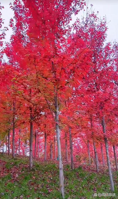 秋季Zaozhuang：六个景点，六个景点，有五颜六色的红色叶子(图1)