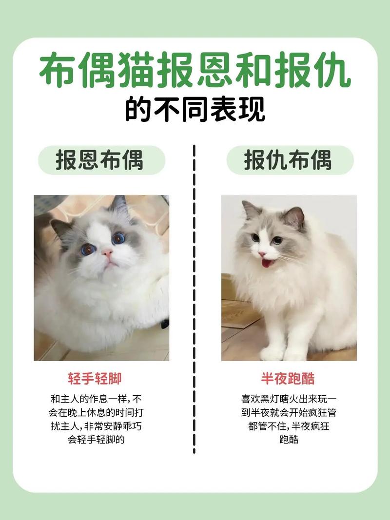 宠物饲养｜饲养宠物猫要注意什么？(图1)